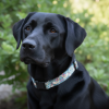 Adjustable Dog Collar | Liberty of London Floral